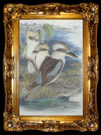 framed  John Gould Great Brown Kingfisher (Dacelo gigantiea), ta009-2